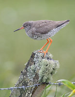 Common Redshank (Tringa totanus) photo