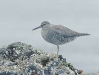 Wandering Tattler (Heteroscelus incanus) photo