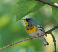 Northern Parula (Parula americana) photo