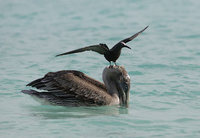 Brown Noddy (Anous stolidus) photo