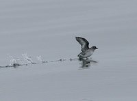 Cassin's Auklet - Ptychoramphus aleuticus