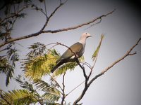 Green Imperial-Pigeon - Ducula aenea