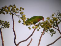 Philippine Hanging-Parrot - Loriculus philippensis