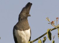 White-bellied Go-away-bird - Corythaixoides leucogaster