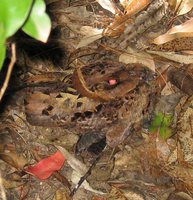 Collared Nightjar - Caprimulgus enarratus