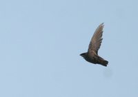 Chimney Swift - Chaetura pelagica