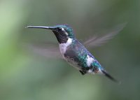 White-bellied Woodstar - Chaetocercus mulsant