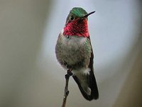 Broad-tailed Hummingbird - Selasphorus platycercus