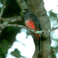 Blue-crowned Trogon - Trogon curucui