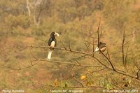 Piping Hornbill - Ceratogymna fistulator