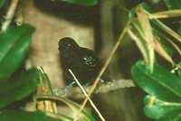 Bananal Antbird - Cercomacra ferdinandi