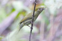 Helmeted Manakin - Antilophia galeata