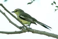 Greater Wagtail-Tyrant - Stigmatura budytoides