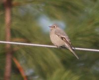 Townsend's Solitaire - Myadestes townsendi