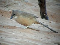 Fulvous Chatterer - Turdoides fulvus