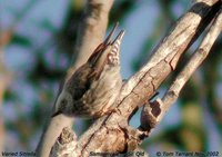 Varied Sittella - Neositta chrysoptera