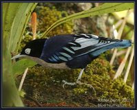 Blue Nuthatch - Sitta azurea