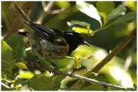 Stitchbird - Notiomystis cincta