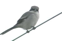 Loggerhead Shrike - Lanius ludovicianus