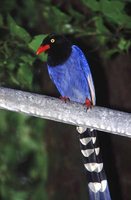 Formosan Magpie - Urocissa caerulea