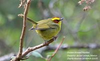 Golden-browed Warbler - Basileuterus belli