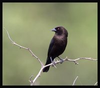 Bronzed Cowbird - Molothrus aeneus