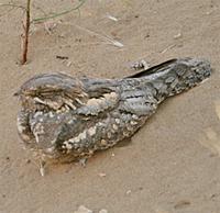 Eurasian Nightjar