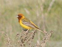 * Red Headed Bunting