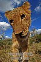 Lioness , portrait stock photo