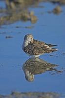 Lesser Yellowlegs , Tringa flavipes , preening feathers , Rockport , Texas , USA stock photo