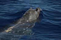 Adult male Blainville's beaked whale with barnacles on right tooth (c) A.B. Douglas