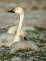 Bewick's Swan Cygnus columbianus bewickii