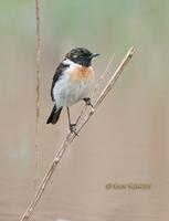 Stonechat (eastern) C20D 02950.jpg