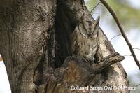 Collared Scops Owl