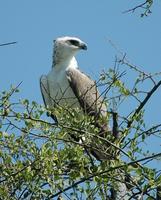 Martial Eagle p.80