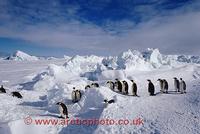 ... a good path through pressure ice on their way back to the sea. Antarctica