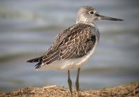 Common Greenshank Tringa nebularia 청다리도요