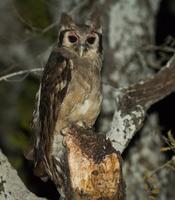 Juvenile Giant Eagle Owl