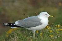 Larus canus