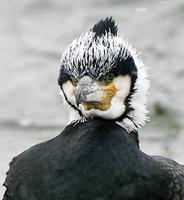 Cormorant (Phalacrocorax carbo)