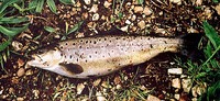 Yugoslav Trout Salmo taleri