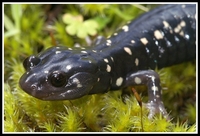 : Aneides flavipunctatus; Black Salamander