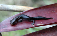 : Bolitoglossa diaphora