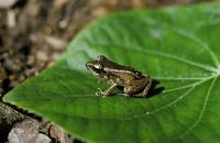 : Eleutherodactylus cuneatus