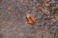 : Philautus sp.