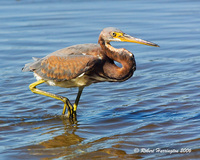 : Egretta tricolor; Tricolored Heron (juvenile)