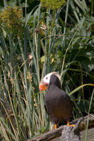 : Fratercula cirrhata; Tufted puffin