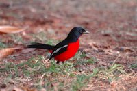 : Laniarius atrococineus; Crimson-breasted Shrike