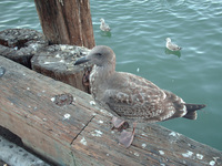 : Larus occidentalis; Western Gull