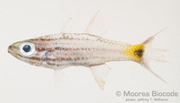 : Cheilodipterus artus